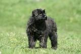 BOUVIER DES FLANDRES 349